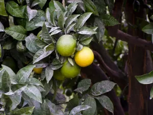 Oranges ripening on the trees in southern Cyprus. credit: Marie-Louise Avery / Oranges ripening on the trees in southern Cyprus. credit: Marie-Louise Avery /