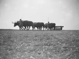 Oxen at work on the land in Sussex Exeat new barn farm, Seaford 12 August 1923 Oxen at work on the land in Sussex Exeat new barn farm, Seaford 12 August 1923