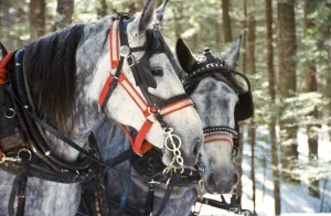 A pair of grey horses drawing a sleigh for a tourist sleigh ride in the snow in Peru A pair of grey horses drawing a sleigh for a tourist sleigh ride in the snow in Peru