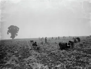 <b class=qtipBold><figcaption>Pea picking in Swanley. 1936</figcaption></b><br>Pea picking in Swanley. 1936<br><em>© John Topham / TopFoto.co.uk</em> Pea picking in Swanley. 1936