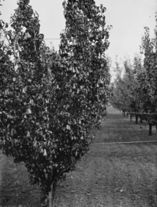 Pear trees at the East Malling Research Station open day in Kent. 1938 Pear trees at the East Malling Research Station open day in Kent. 1938