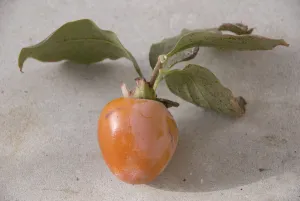 Persimmons freshly picked from the tree in southern Cyprus. credit: Marie-Louise Persimmons freshly picked from the tree in southern Cyprus. credit: Marie-Louise