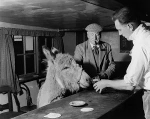 Pet donkey in The Blue Bell Inn, Beltring, Kent. The landlord, Stuart Butchers offers Pet donkey in The Blue Bell Inn, Beltring, Kent. The landlord, Stuart Butchers offers