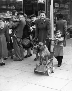 Philip and his mother take their boxer out shopping in the High Street in Sidcup, Kent Philip and his mother take their boxer out shopping in the High Street in Sidcup, Kent
