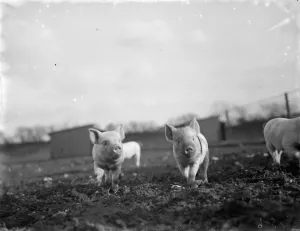 Piglets enjoying the sunshine on Tripes Pig Farm, Orpington, Kent. 1936 Piglets enjoying the sunshine on Tripes Pig Farm, Orpington, Kent. 1936