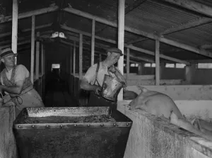 Pigs being fed at Hales Pig Farm in Footscray, Kent. 21 June 1937 Pigs being fed at Hales Pig Farm in Footscray, Kent. 21 June 1937