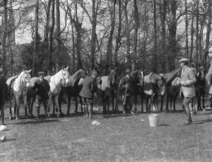 Polo at the Roehampton Club - waiting Polo ponies being watered Polo at the Roehampton Club - waiting Polo ponies being watered
