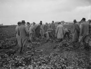 Potato demonstration Mr A G Batchelors, Cottons farm. 6 July 1936 Potato demonstration Mr A G Batchelors, Cottons farm. 6 July 1936