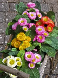 Pretty fake flowers in toy pram as decoration on granite setts outside shop in Haga Pretty fake flowers in toy pram as decoration on granite setts outside shop in Haga