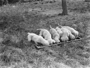 Puppies eating out of a trough at the South Darenth Kennels in Kent Puppies eating out of a trough at the South Darenth Kennels in Kent