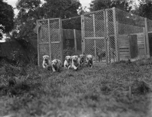 Puppies run out of their cage at the South Darenth Kennels in Kent. 1935 Puppies run out of their cage at the South Darenth Kennels in Kent. 1935