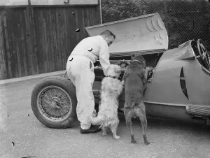 A racing driver and two dogs check the engine of a racing car. 1939 A racing driver and two dogs check the engine of a racing car. 1939