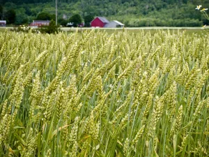 Ripening wheat interspersed with chamomile flowers in field in Halland, southern Ripening wheat interspersed with chamomile flowers in field in Halland, southern