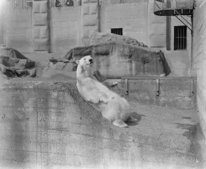 Sam and Lizzie on their honeymoon. Polar bears, Sam and Lizzie Sam and Lizzie on their honeymoon. Polar bears, Sam and Lizzie