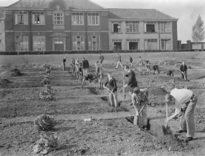 Schoolboys gardening at West Central School in Dartford, Kent. 1938 Schoolboys gardening at West Central School in Dartford, Kent. 1938
