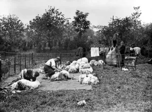 Sheep shearing was very hard work. A large jar, probably of ginger beer, awaits Sheep shearing was very hard work. A large jar, probably of ginger beer, awaits