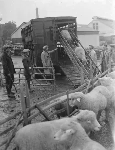 Sheep are being unloaded from a truck at the sheep sale in Maidstone, Kent Sheep are being unloaded from a truck at the sheep sale in Maidstone, Kent