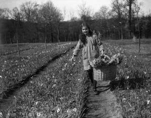 A small girl with a large crop - Miss Joy Lummis returning with the results of her labours A small girl with a large crop - Miss Joy Lummis returning with the results of her labours