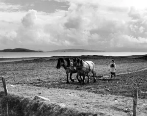 Start of the spring cultivations in the Hebrides. Spring is late this year - in the Start of the spring cultivations in the Hebrides. Spring is late this year - in the