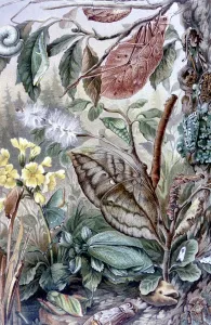 Strange phenomena - Mimicry in insects. Illustration from Richard Lydekkers Royal Natural History Strange phenomena - Mimicry in insects. Illustration from Richard Lydekkers Royal Natural History
