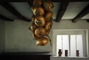 String of onions hanging in interior of period house at Singleton, West Sussex, UK String of onions hanging in interior of period house at Singleton, West Sussex, UK