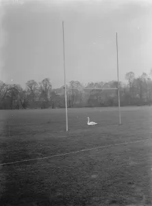A swan sits between the rugby posts of a flooded rugby pitch. 1937 A swan sits between the rugby posts of a flooded rugby pitch. 1937