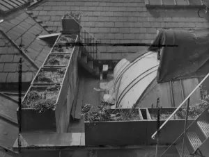 A symptom of spring and the housing problem is provided by a mallard duck with distinctly A symptom of spring and the housing problem is provided by a mallard duck with distinctly