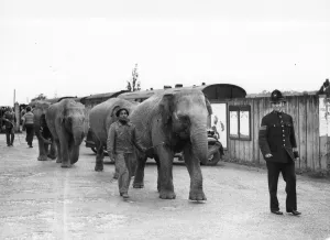 Taking the elephants off the train and leading them to the Circus at Foots Cray Taking the elephants off the train and leading them to the Circus at Foots Cray