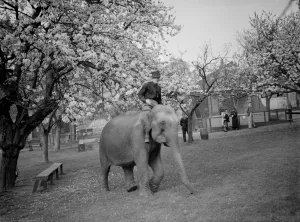 Training an elephant to do circus tricks among the cherry blossom at Maidstone, Kent Training an elephant to do circus tricks among the cherry blossom at Maidstone, Kent