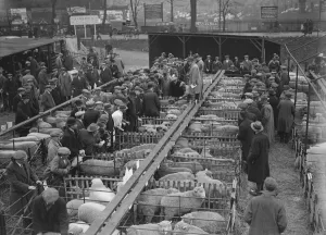 A Typical Market Scene Sevenoaks christmas fat stock show 14 December 1931 A Typical Market Scene Sevenoaks christmas fat stock show 14 December 1931