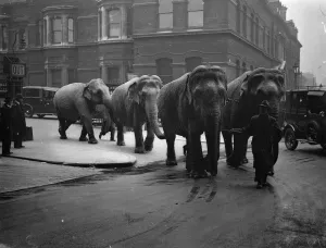 Unwieldly travellers! Elephants arrive at Waterloo. Waterloo Station had rather Unwieldly travellers! Elephants arrive at Waterloo. Waterloo Station had rather