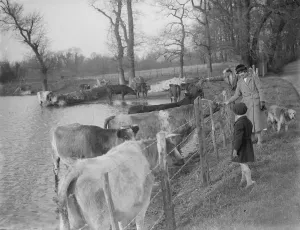 Walkers stop to pet the cows as they retreat to the higher ground to avoid the flooded Walkers stop to pet the cows as they retreat to the higher ground to avoid the flooded
