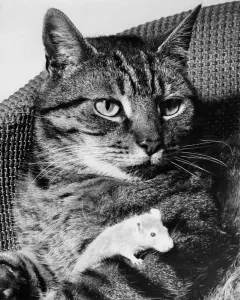 Whisker the 8year old cat and Binkie the 3 year old white mouse who belong to 14year Whisker the 8year old cat and Binkie the 3 year old white mouse who belong to 14year