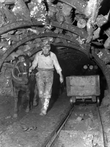 Willie Miller of Eddlewood leads a nine year old pony Bessie up the mine shaft Willie Miller of Eddlewood leads a nine year old pony Bessie up the mine shaft