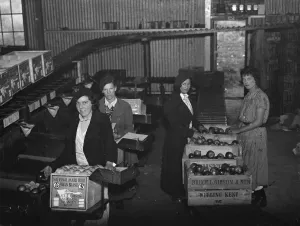 Women fruit packers packing apples at Bruce L Gibson and Sons, Welling, Kent. 1937 Women fruit packers packing apples at Bruce L Gibson and Sons, Welling, Kent. 1937