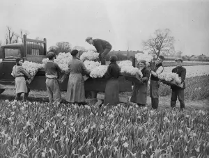 Wonderful daffodil crop harvested in for Easter market. Harvesting daffodils near Chichester Wonderful daffodil crop harvested in for Easter market. Harvesting daffodils near Chichester