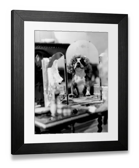 Framed Print : Dog doing tricks - dressed up in wig in front of mirror Framed Print : Dog doing tricks - dressed up in wig in front of mirror