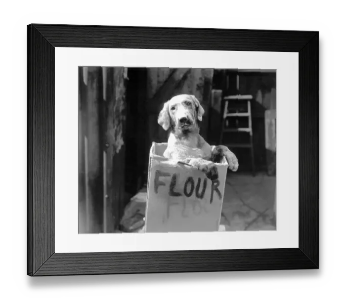Framed Print : Cute dog in flour box