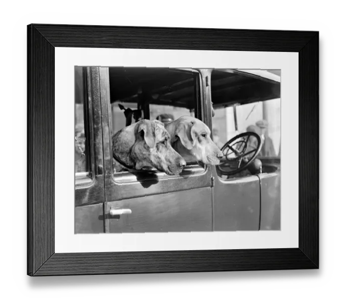 Framed Print : Surrey county dog show At Kensington Mrs. Hudsons Great Danes 23rd February, 1933 Framed Print : Surrey county dog show At Kensington Mrs. Hudsons Great Danes 23rd February, 1933