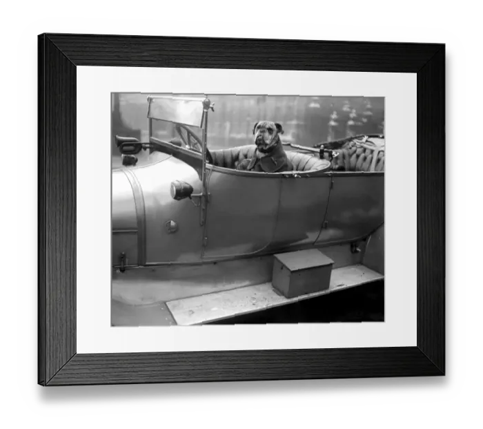 Framed Print : Bully the mascot of the R. F. C. 20 November 1917
