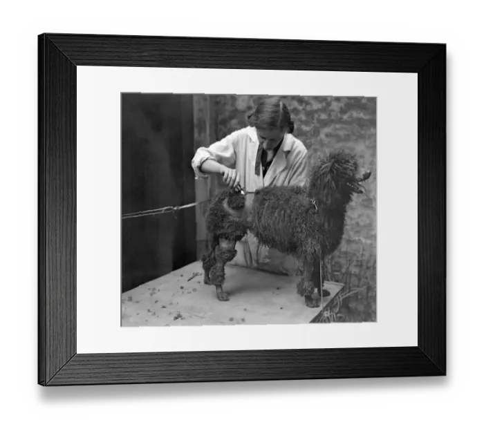 Framed Print : At a canine beauty parlour, Knightsbridge, London. Preparing dogs for a show. Shearing