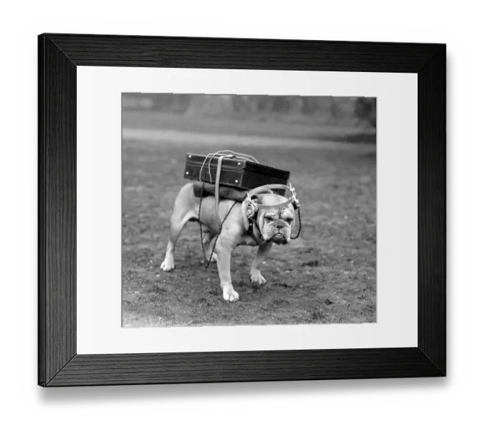 Framed Print : Portable wireless! Typical British bulldog is quite content with his Marconi receiving