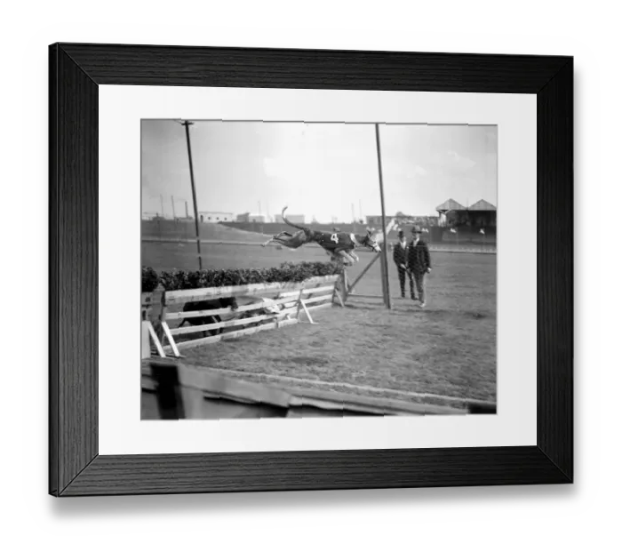 Framed Print : Trials at Harringay Greyhound Course. one of the dogs taking a hurdle Framed Print : Trials at Harringay Greyhound Course. one of the dogs taking a hurdle