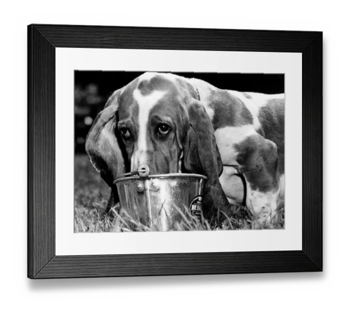 Framed Print : Sam the Basset treats his torrid tongue to a refreshing dousing in a bucket of water Framed Print : Sam the Basset treats his torrid tongue to a refreshing dousing in a bucket of water
