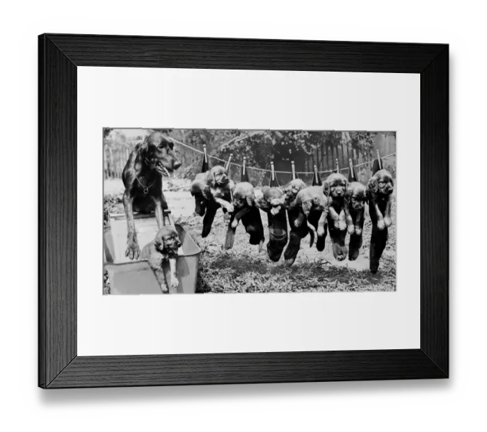 Framed Print : Cute puppies hanging on the line Framed Print : Cute puppies hanging on the line