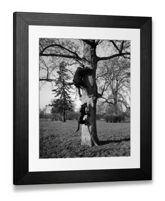 Framed Print : Ben always gets his man - the unfortunate suspect makes a rapid climb Framed Print : Ben always gets his man - the unfortunate suspect makes a rapid climb