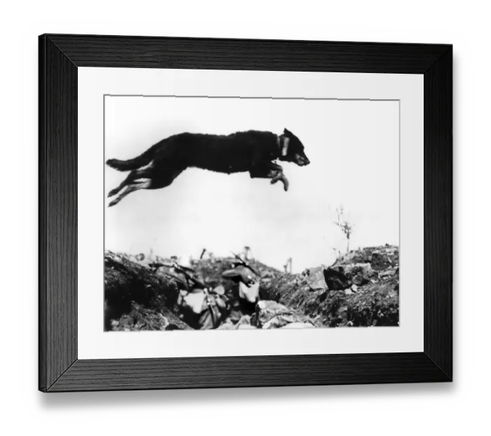 Framed Print : Dog leaping a trench in the battlefields of World War I. The message carrier, holding