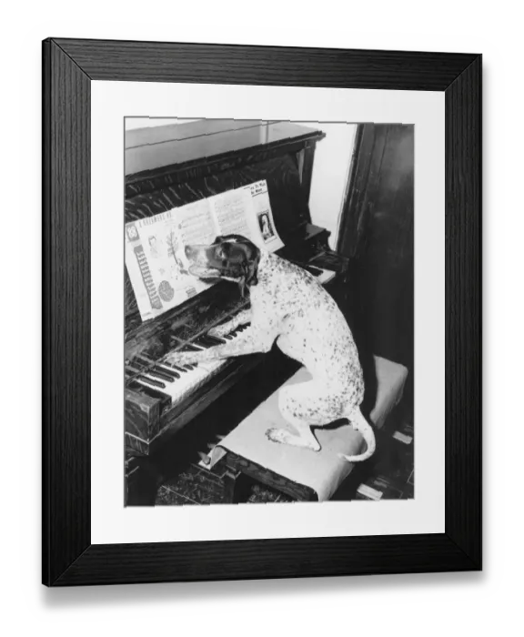 Framed Print : Watch your Bach with this dog Framed Print : Watch your Bach with this dog