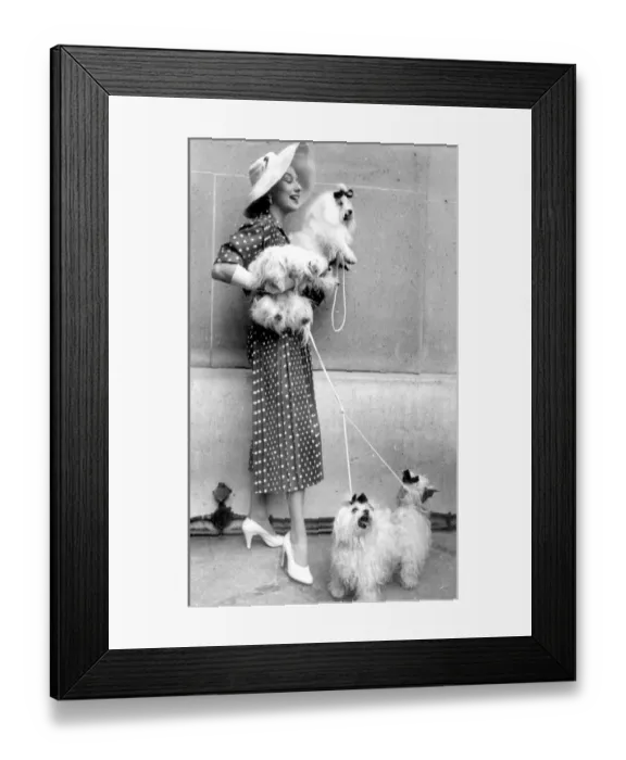 Framed Print : Paris dog show becomes fashion show 10th July 1954