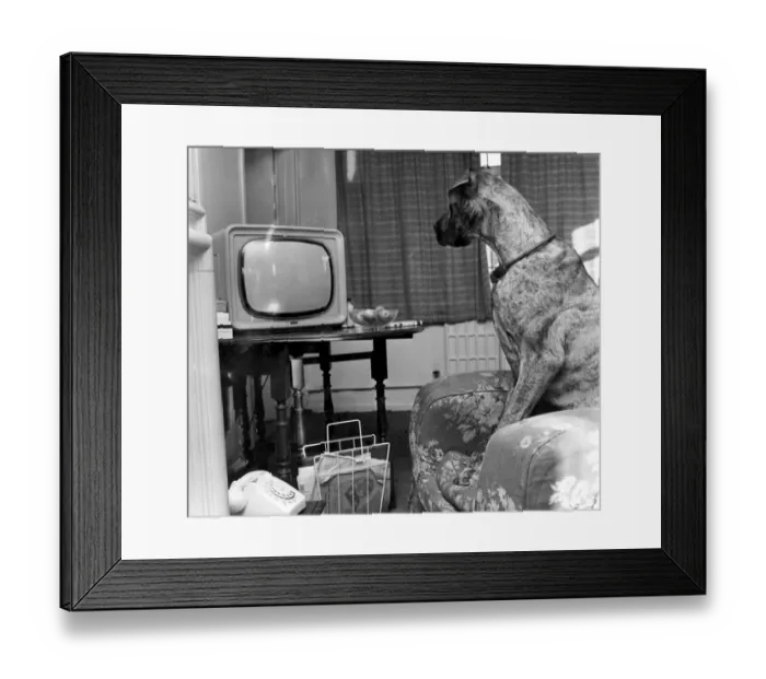 Framed Print : Canine Film Star. British number one beautiful brown eyed Great Dane called Junie